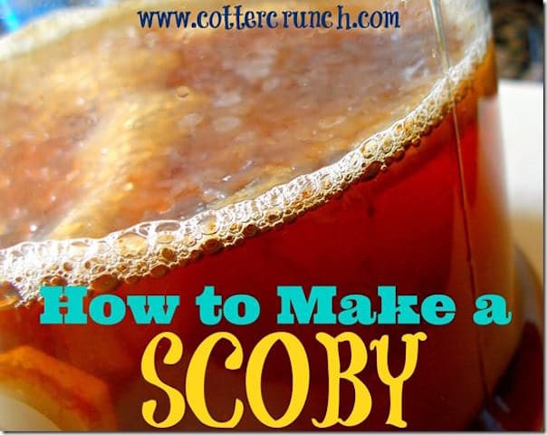 how-to-make-a-scoby_thumb