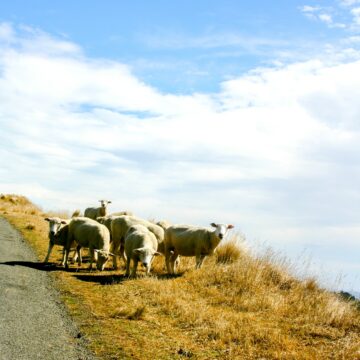 Sheep in Christchurch, New Zealand