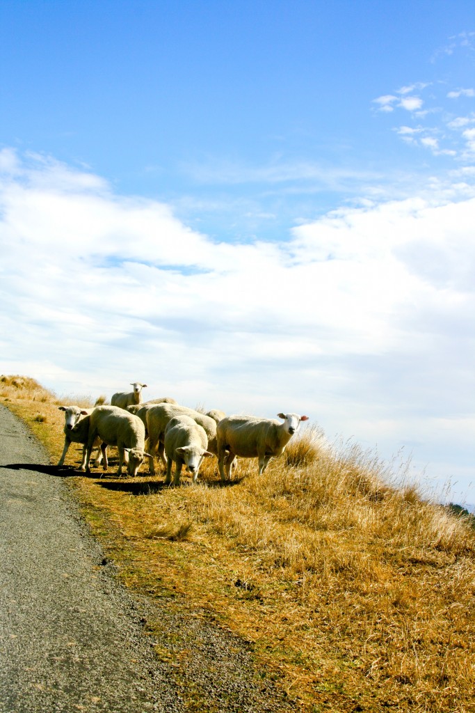 sheep in NZ